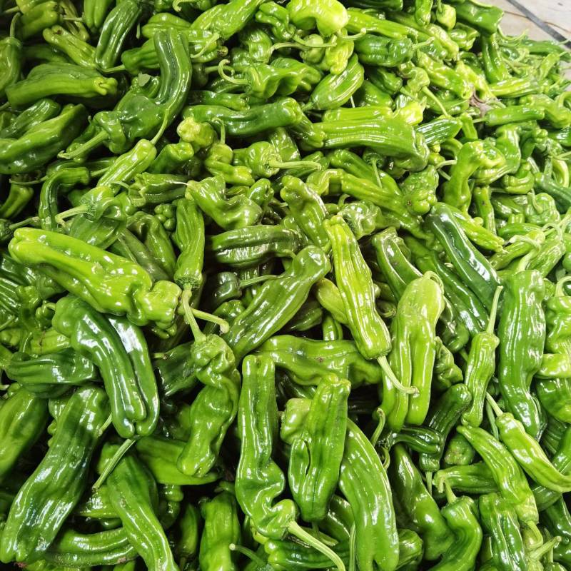 山东费县芜湖鲜辣椒大量上市，，质量很好，全国诚信发车