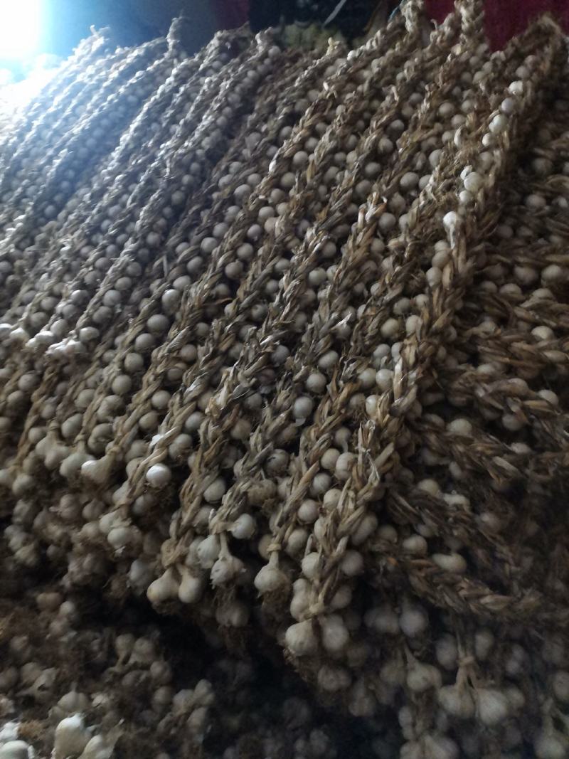 辽宁辽阳大蒜紫皮大蒜大量供应诚信合作欢迎来电资质