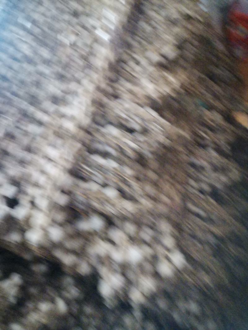 辽宁辽阳大蒜紫皮大蒜大量供应诚信合作欢迎来电资质