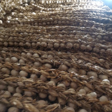 辽宁辽阳大蒜紫皮大蒜大量供应诚信合作欢迎来电资质
