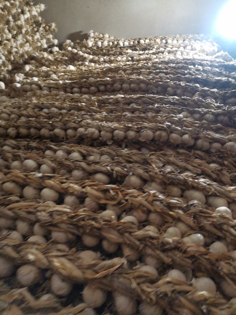 辽宁辽阳大蒜紫皮大蒜大量供应诚信合作欢迎来电资质