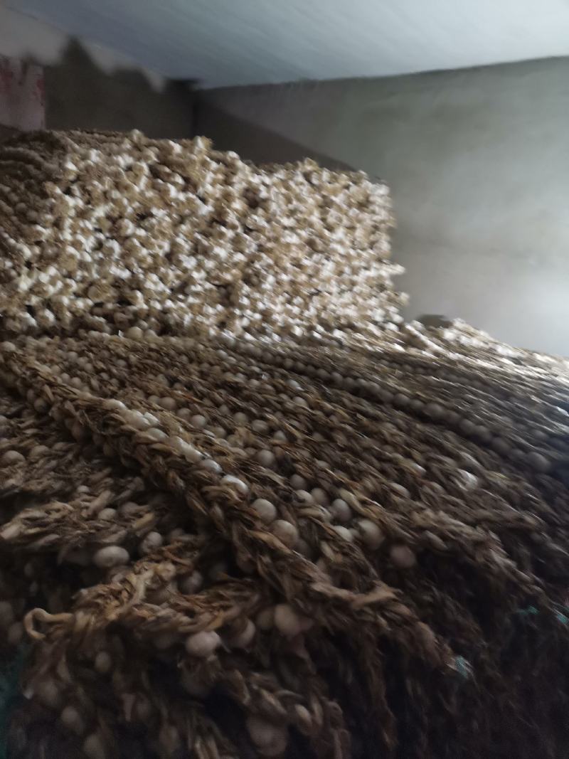 辽宁辽阳大蒜紫皮大蒜大量供应诚信合作欢迎来电资质