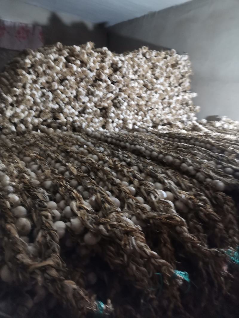 辽宁辽阳大蒜紫皮大蒜大量供应诚信合作欢迎来电资质