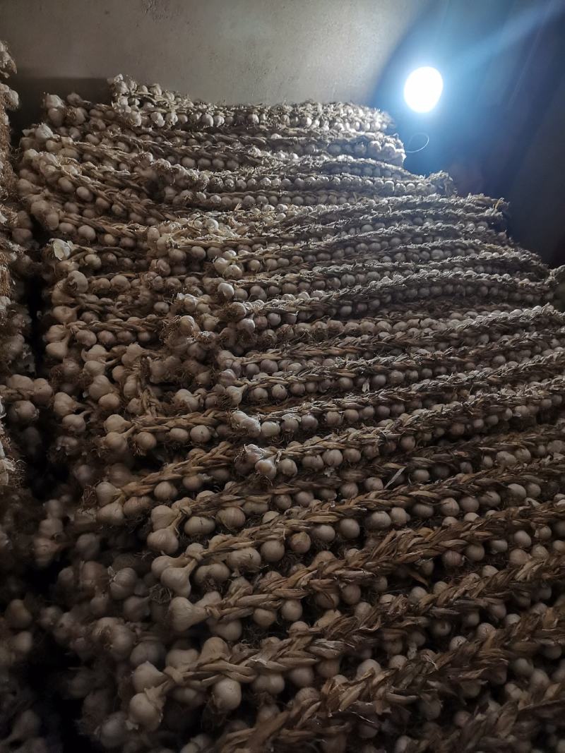 辽宁辽阳大蒜紫皮大蒜大量供应诚信合作欢迎来电资质