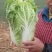 黄心大白菜