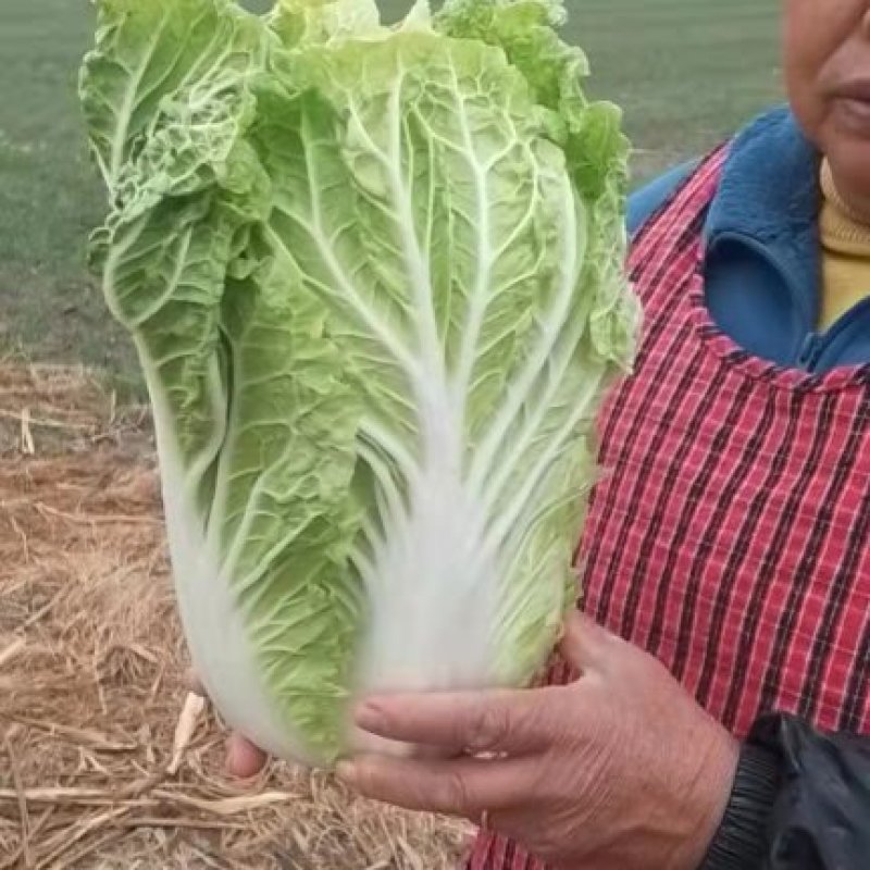 黄心大白菜