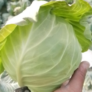 小甘蓝