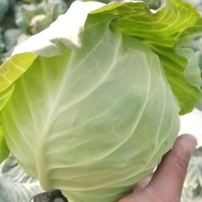 小甘蓝