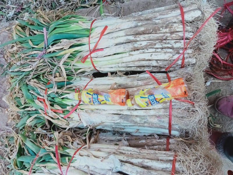 长白大葱，