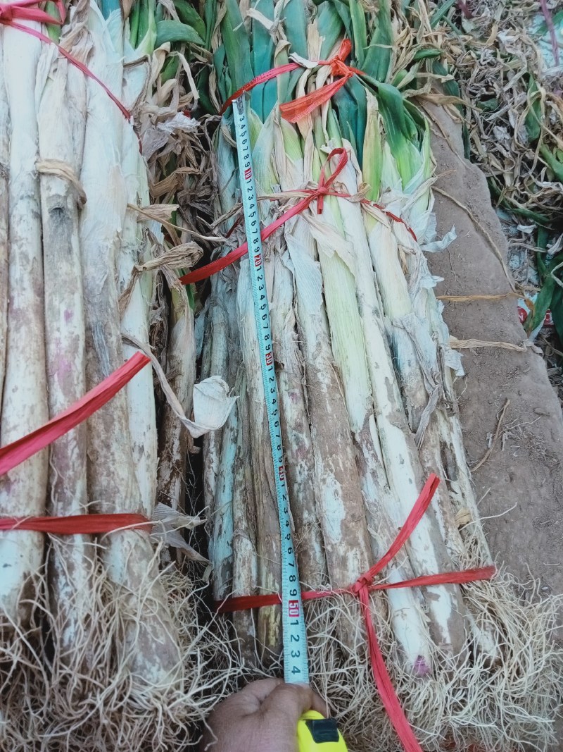 长白大葱，