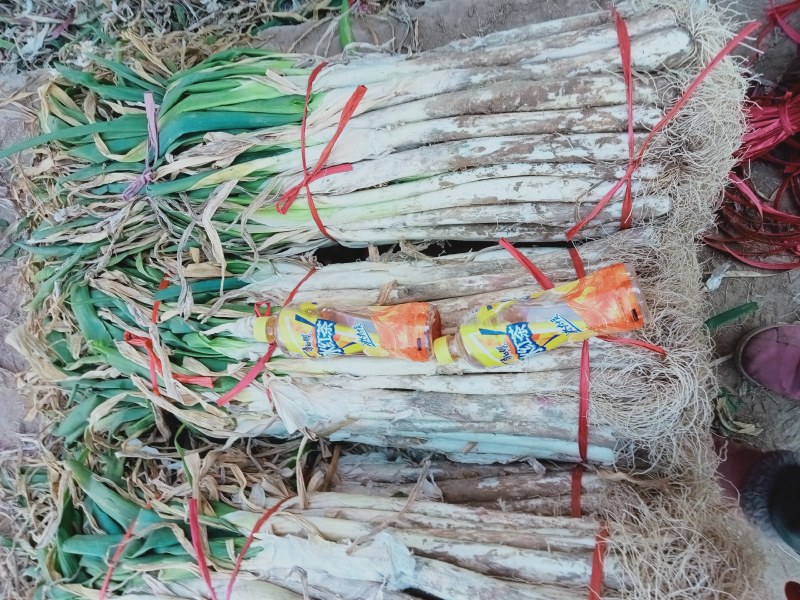 长白大葱，