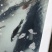 青鱼