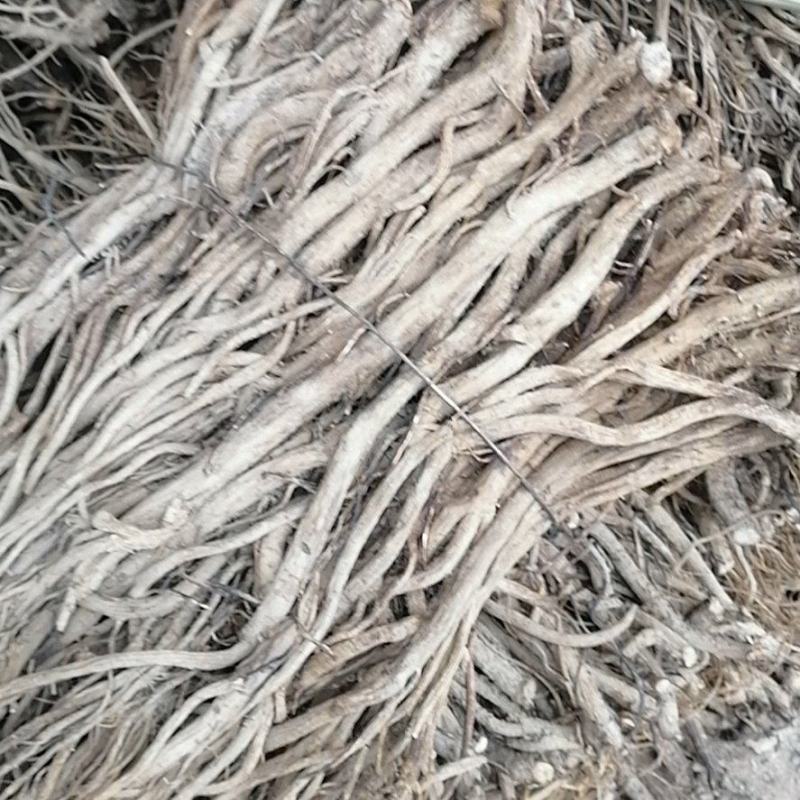 湖北川牛膝