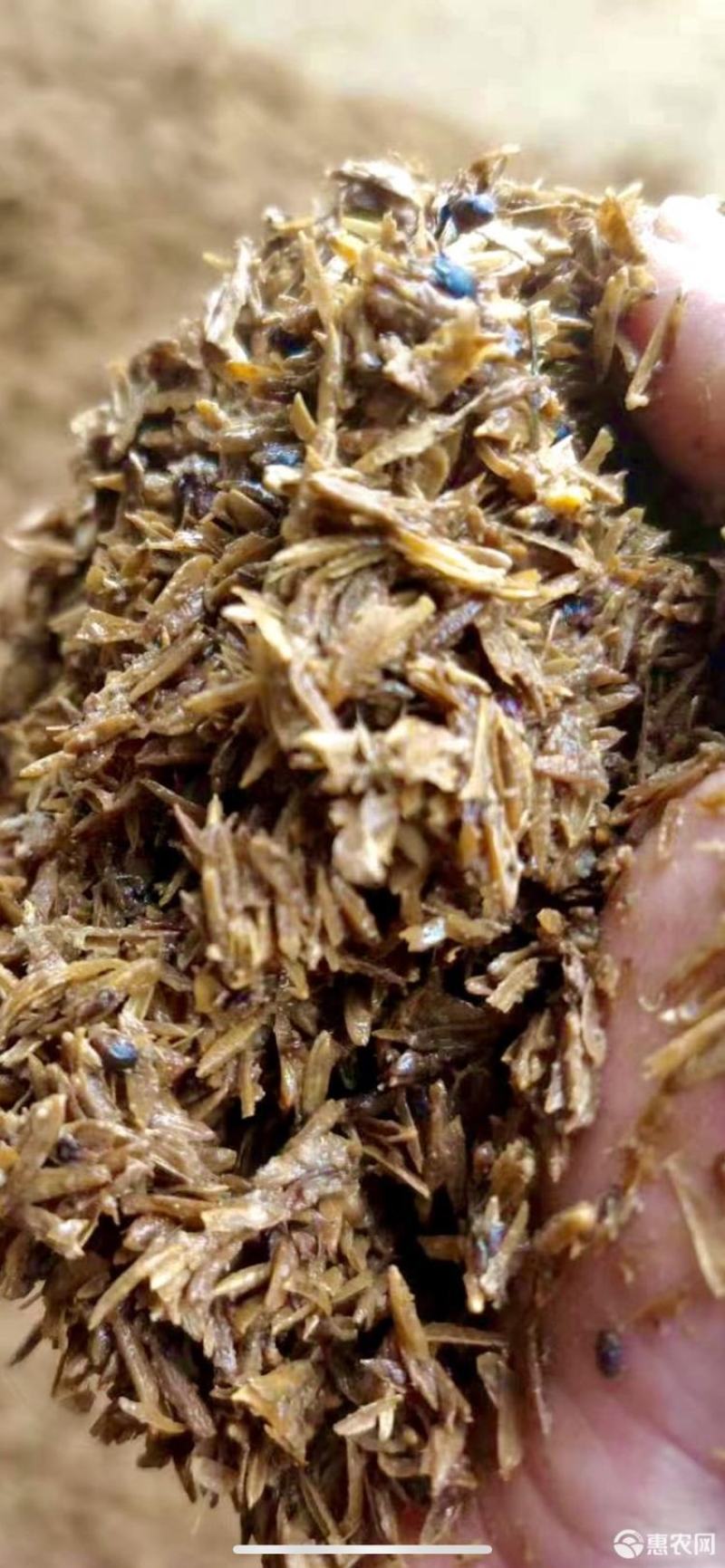 鲜白酒糟，牛羊育肥，代替草料，五中粮食酿造，大厂货品质保