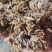 鲜白酒糟，牛羊育肥，代替草料，五中粮食酿造，大厂货品质保