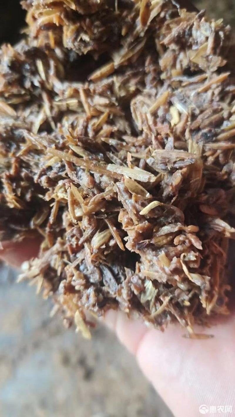 鲜白酒糟，牛羊育肥，代替草料，五中粮食酿造，大厂货品质保