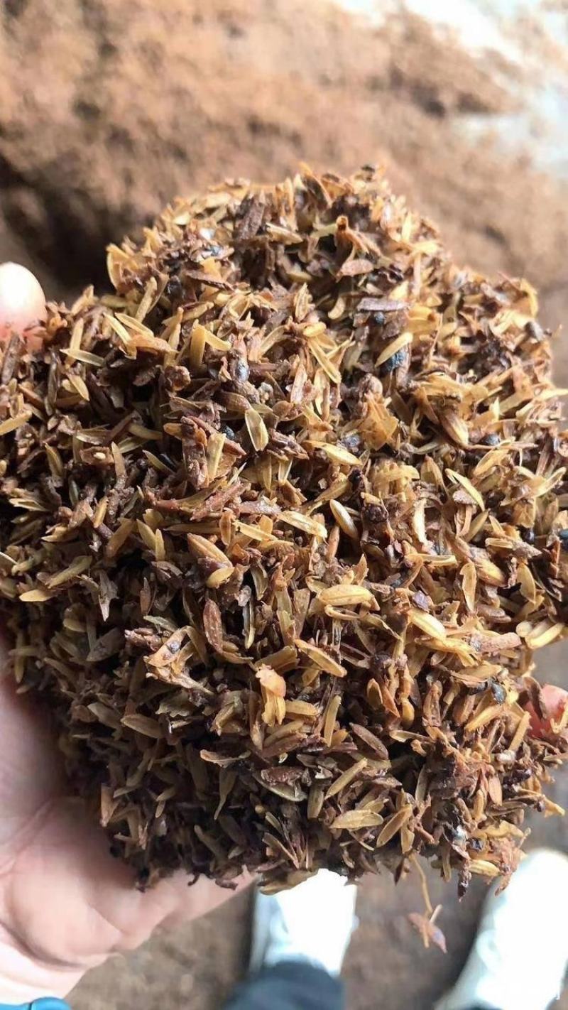 鲜白酒糟，牛羊育肥，代替草料，五中粮食酿造，大厂货品质保
