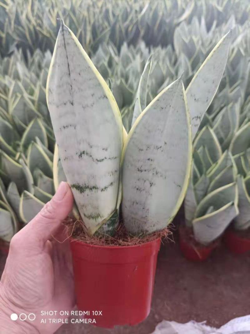 虎皮兰批发白雪白玉稀有品种办公室盆栽室内防辐射绿植