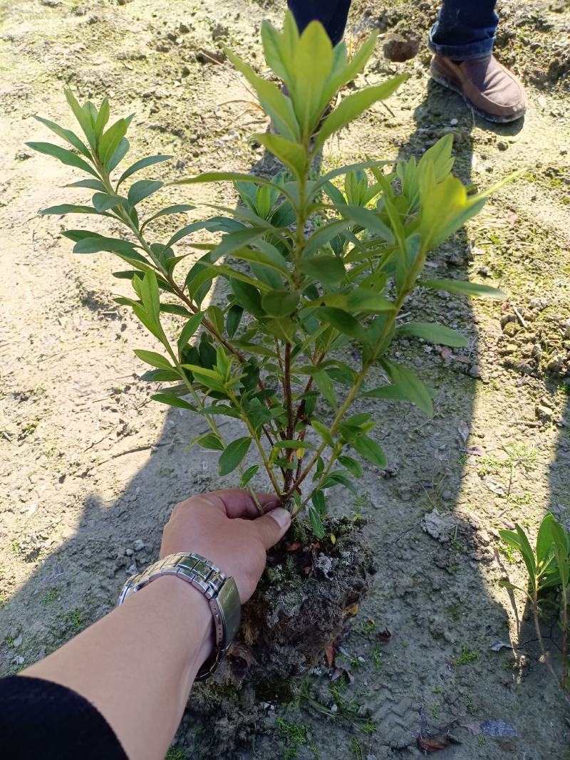 杜鹃毛鹃小毛球春鹃毛球冠幅好分支多叶面清秀