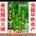 【水果黄瓜】种子露地保护地早熟绿美人雌性旱黄瓜种子