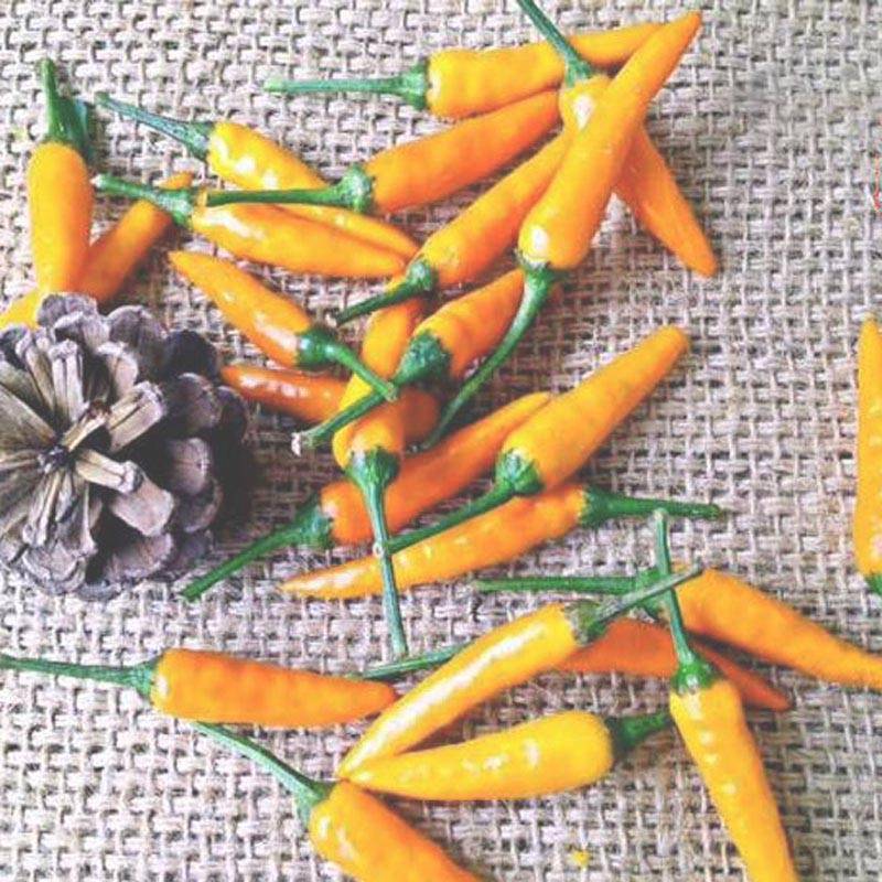 艳黄朝天椒黄辣椒黄米椒黄贡椒高产辣椒种子一袋五克正品包邮