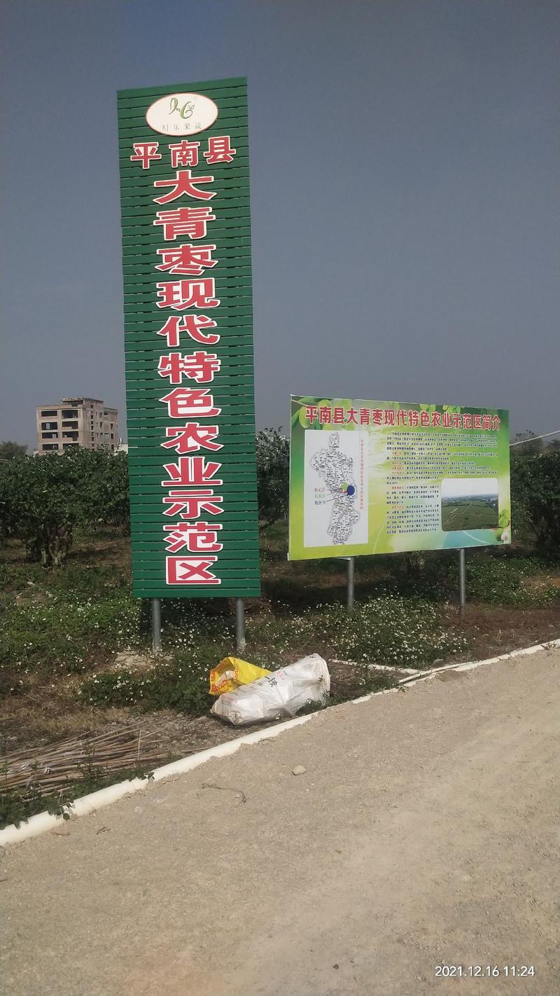 广西平南青枣苗产地直发，基地看货供应各种青枣苗