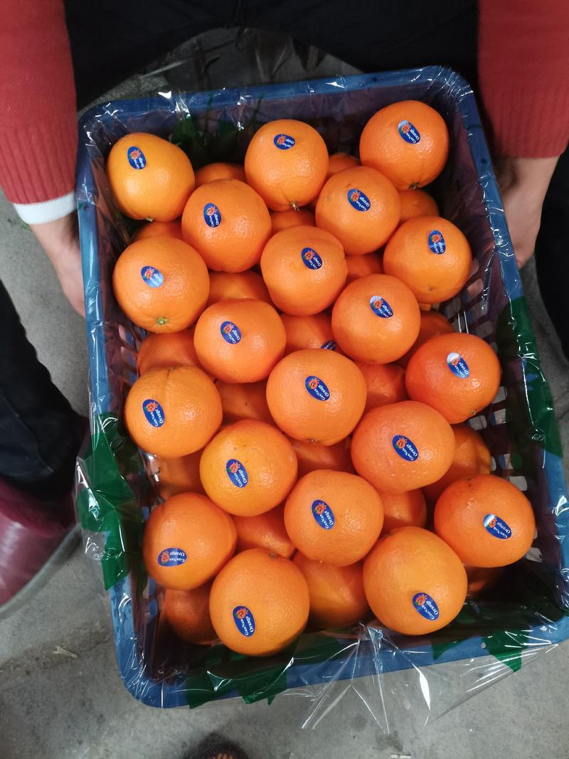 鲜橙纽荷尔长虹脐橙大量上市口感纯甜果色火红鲜果采摘发货