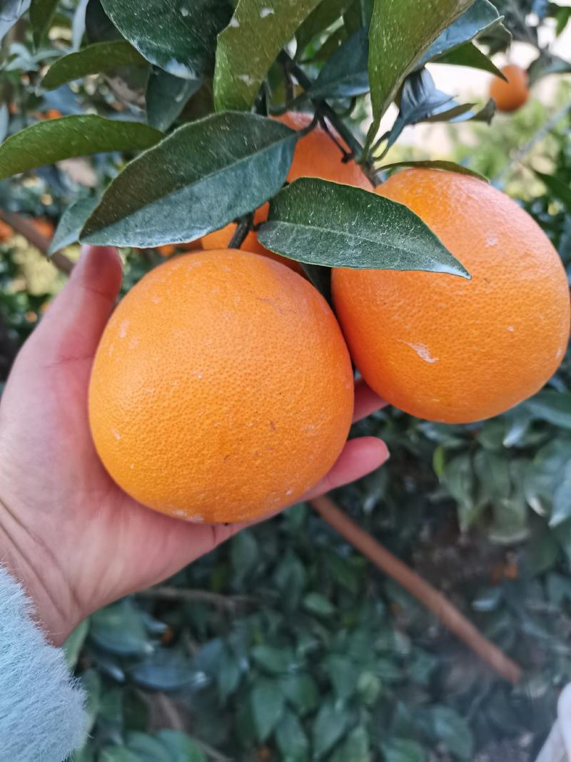 鲜橙纽荷尔长虹脐橙大量上市口感纯甜果色火红鲜果采摘发货