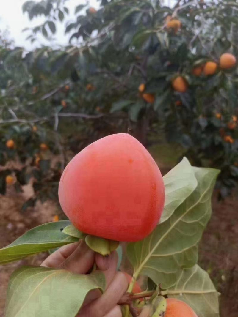 正宗富平柿饼