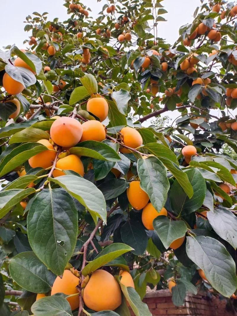 正宗富平柿饼