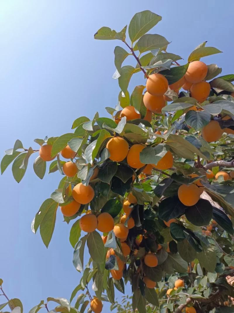 正宗富平柿饼
