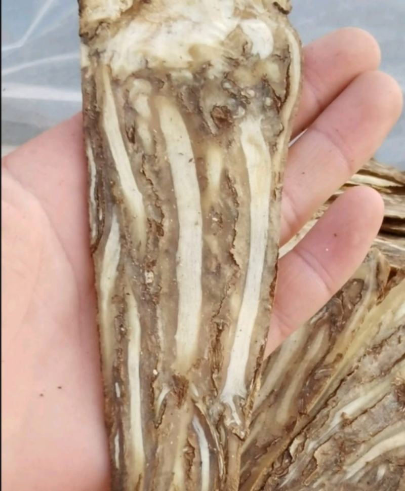 中心片佛手当归统装500g产地山东振兴药材购销站