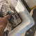 鳕鱼原料整条鳕鱼板冻整条鳕鱼一件40斤装