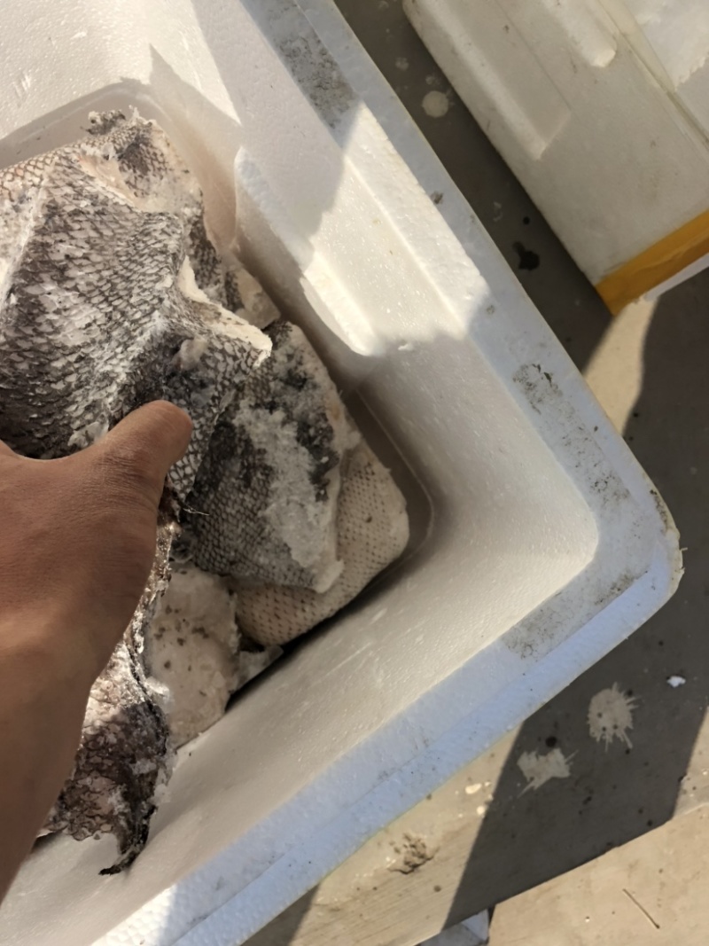 鳕鱼原料整条鳕鱼板冻整条鳕鱼一件40斤装