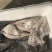 鳕鱼原料整条鳕鱼板冻整条鳕鱼一件40斤装