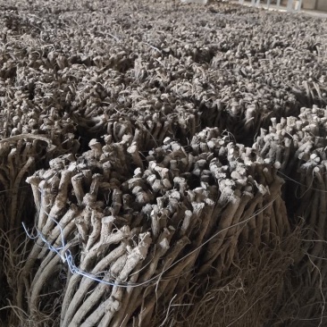 【热卖中】湖北川牛膝大量有货产地直发保质保量欢迎实地考察