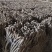 【热卖中】湖北川牛膝大量有货产地直发保质保量欢迎实地考察