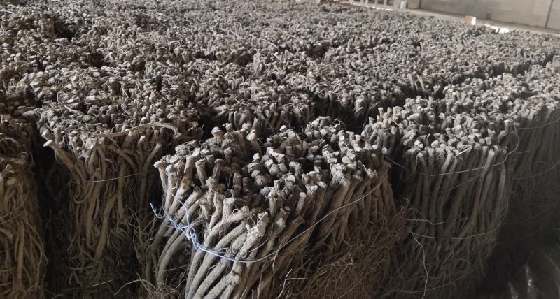 【热卖中】湖北川牛膝大量有货产地直发保质保量欢迎实地考察