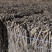 【热卖中】湖北川牛膝大量有货产地直发保质保量欢迎实地考察