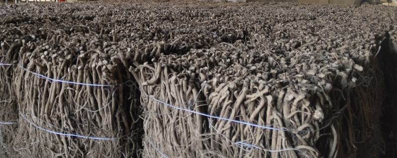 【热卖中】湖北川牛膝大量有货产地直发保质保量欢迎实地考察
