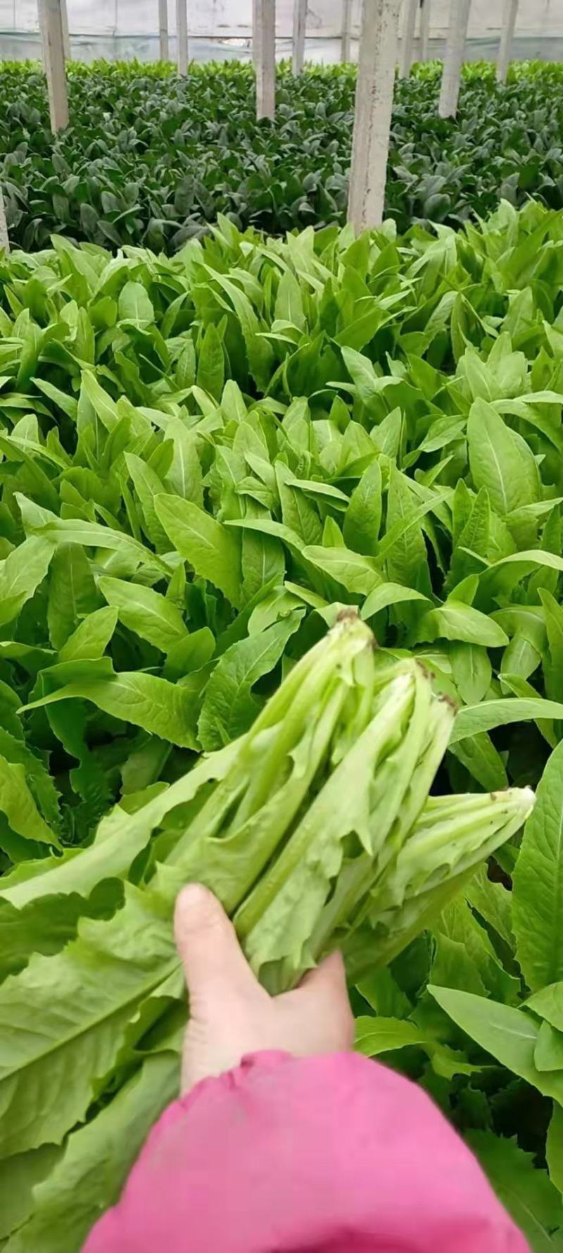 精品油麦菜，安阳精品油麦菜，大量供应，欢迎前来选购，