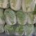 大白菜4~6斤净菜,鲜货,大量上市啦！有大朋白菜，