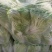 大白菜4~6斤净菜,鲜货,大量上市啦！有大朋白菜，