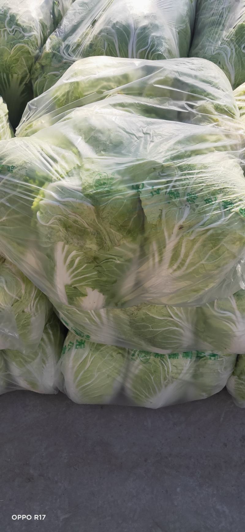 大白菜4~6斤净菜,鲜货,大量上市啦！有大朋白菜，