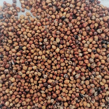 精品小颗粒糯高粱两糯一号