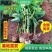 云南昆明斗南精品玫瑰种苗/黄玫瑰/金香玉扦插小苗