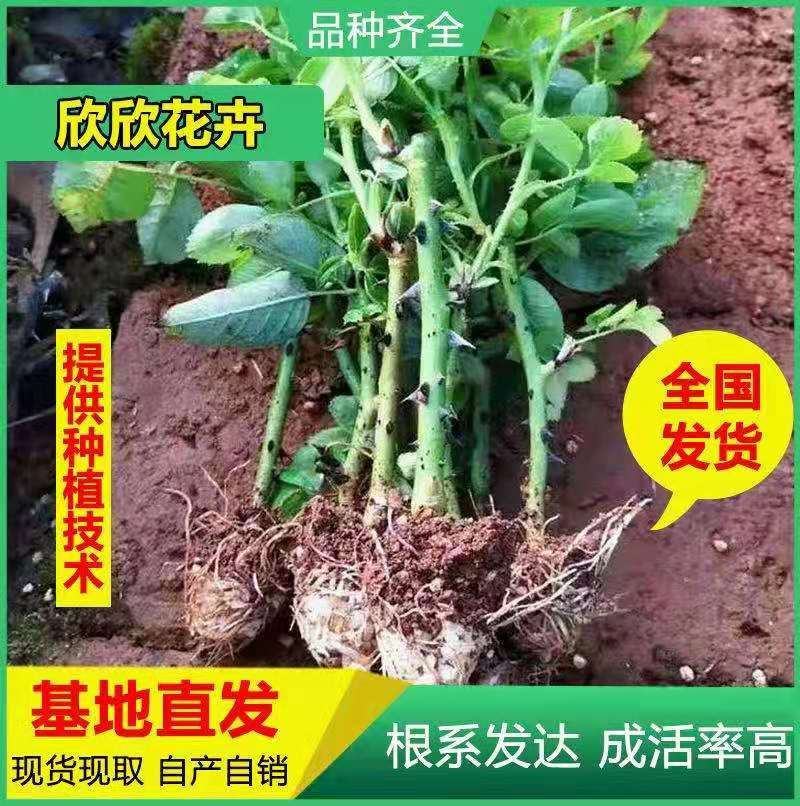 云南昆明斗南精品玫瑰种苗/黄玫瑰/金香玉扦插小苗