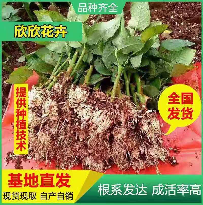 云南昆明斗南精品玫瑰种苗/黄玫瑰/金香玉扦插小苗