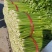 芹菜大量上市中，，大中小棵都有货，全国代发