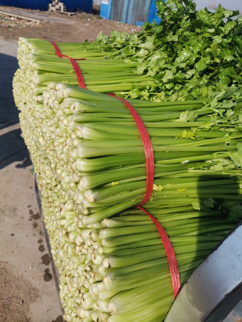 芹菜大量上市中，，大中小棵都有货，全国代发